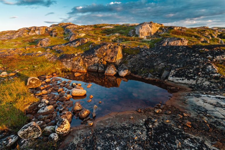 Plant Adaptations in Tundra Ecosystems