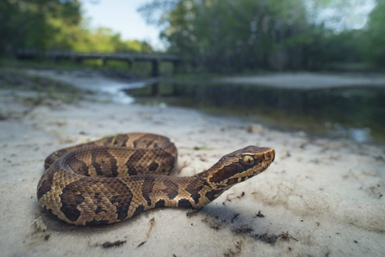 Identifying a Water Moccasin