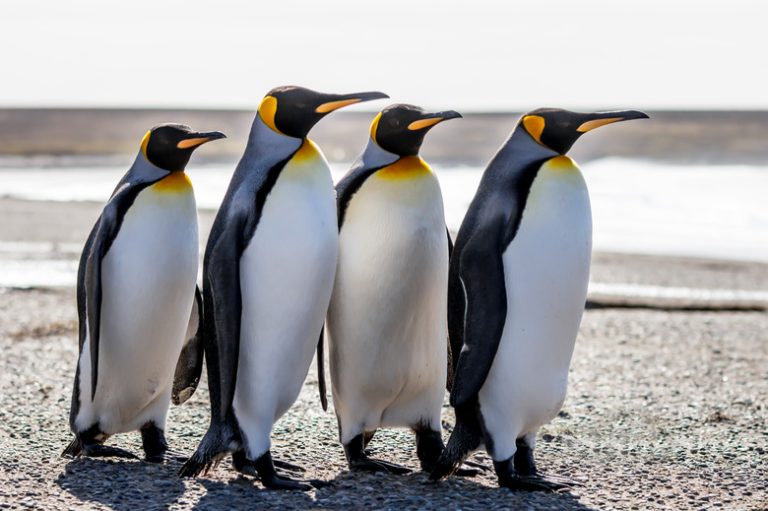 How Penguins Defend Themselves Against Predators