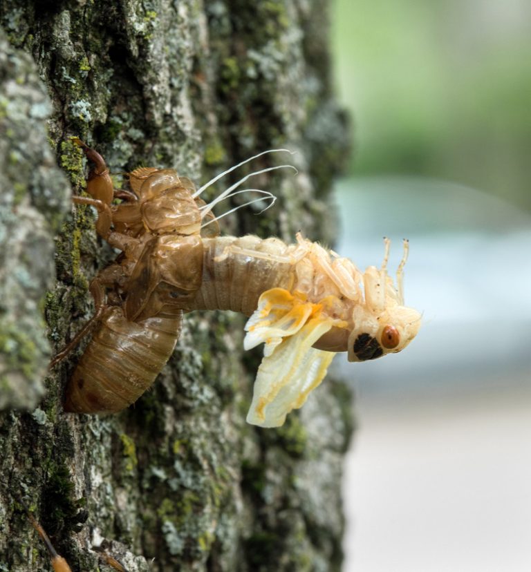 Identifying Bugs That Shed Their Skins