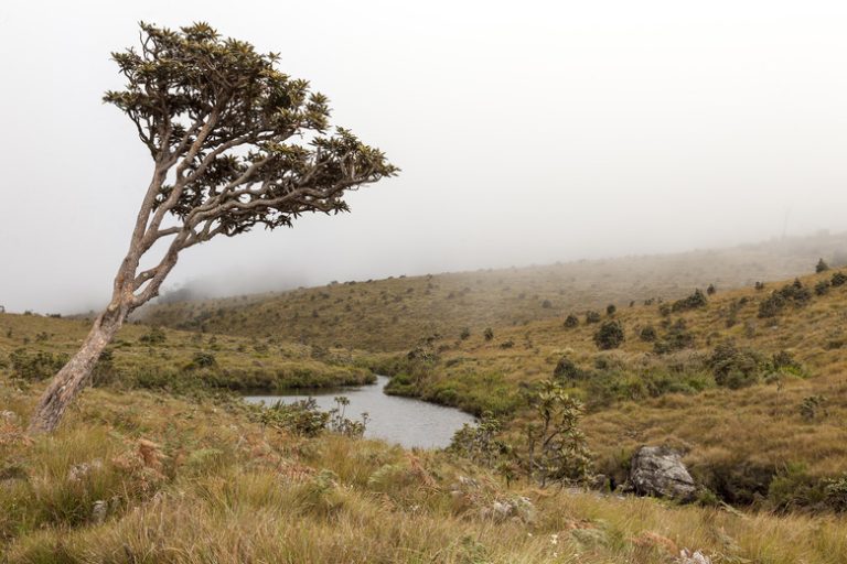 Understanding the Abiotic Factors of Temperate Grasslands