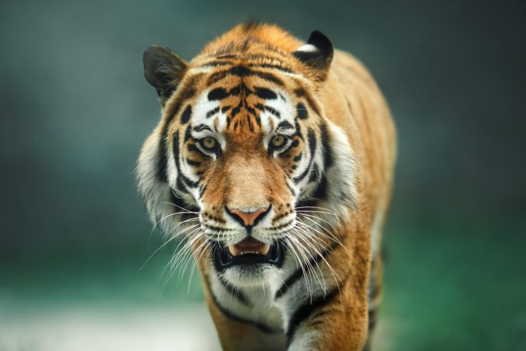 Distinguishing Between Male and Female Tigers