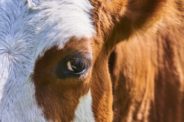 Differences Between Cow Eyes and Human Eyes