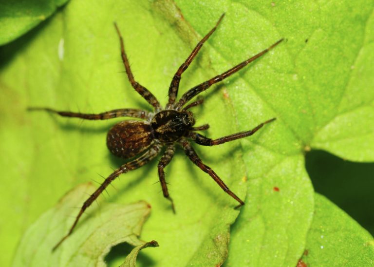 Varieties of Spiders Found in Michigan's Upper Peninsula