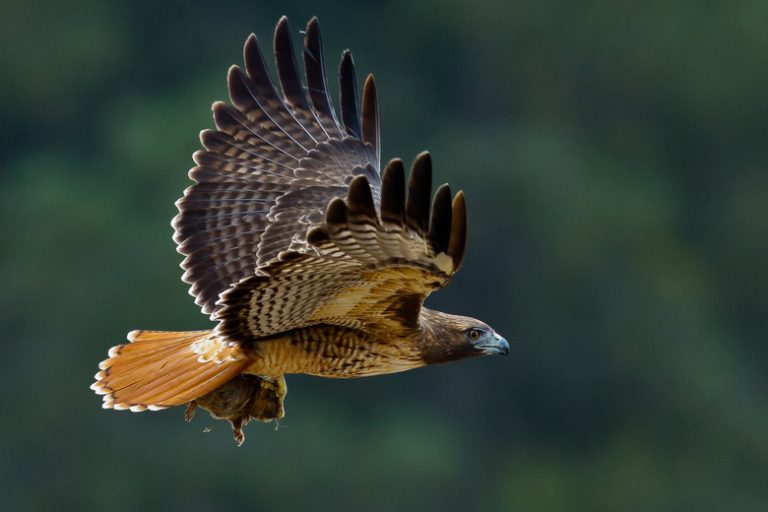 The Life Cycle Of The Red-Tailed Hawk