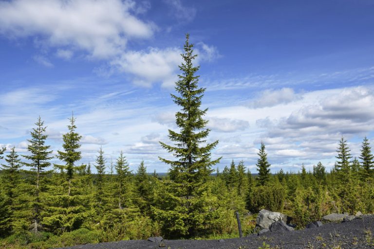 Adaptations of Taiga Plants