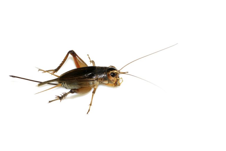 Distinguishing Between Male and Female Crickets