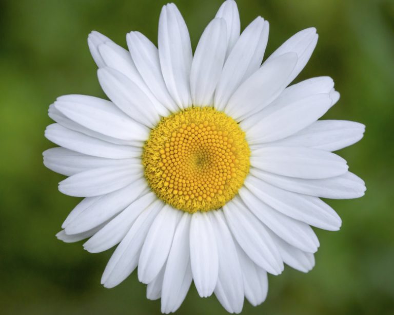 Components of a Daisy Flower