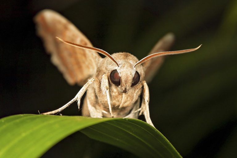 Directory of Nocturnal Flying Insects