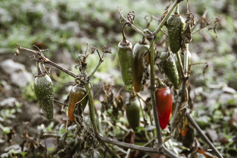 The Concept of Necrosis in Plants