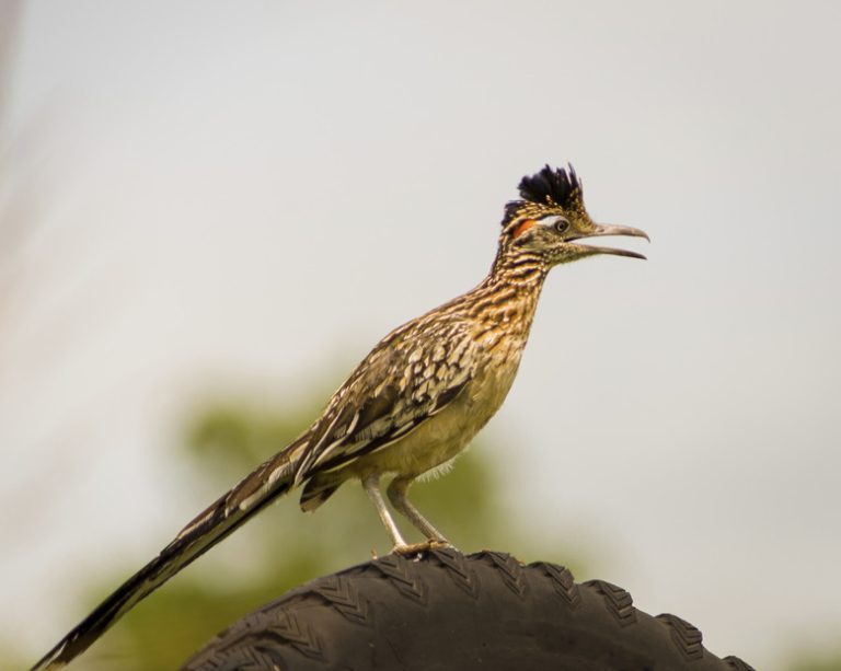 Exploring the Differences Between Male and Female Roadrunners