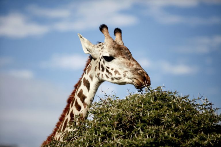 Understanding the Diet of Giraffes