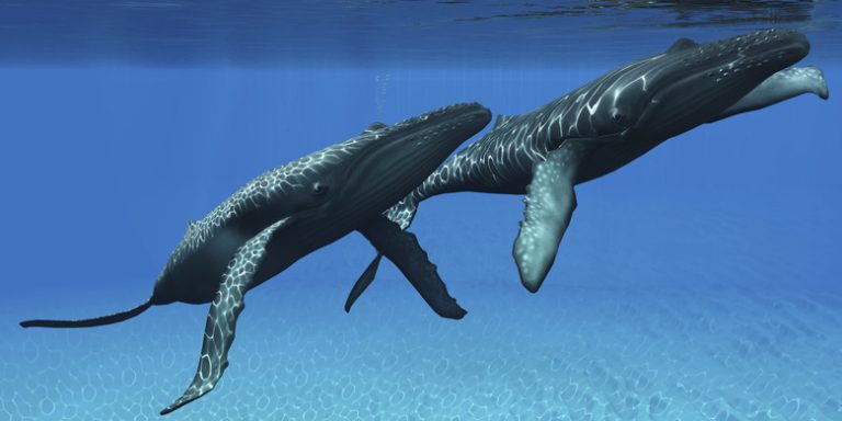 Understanding Whale Mating Behavior