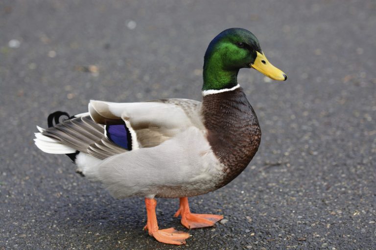 Understanding the Life Cycle of Ducks