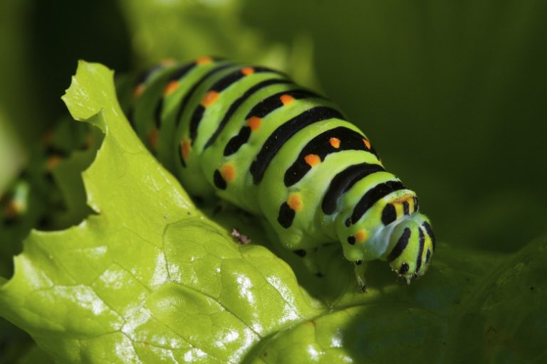 Determining the Gender of a Caterpillar