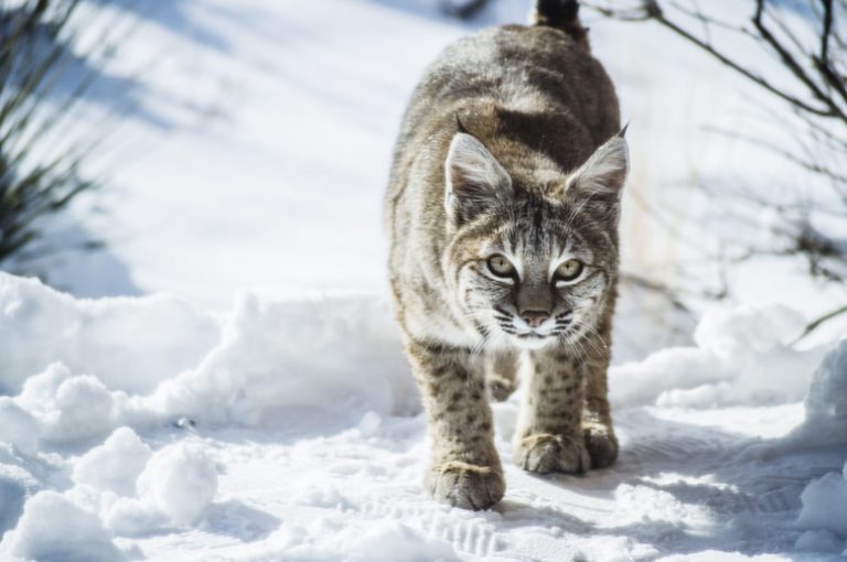 Understanding the Risks Posed by Bobcats to Humans