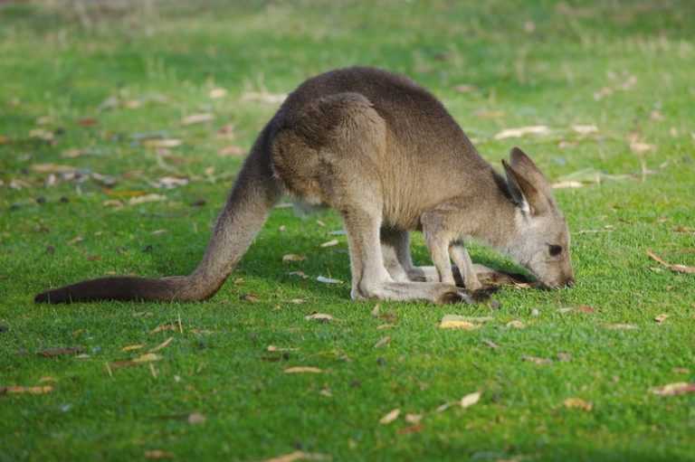 The Digestive System of a Kangaroo