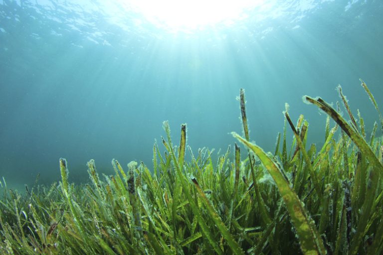 Which Organisms Consume Seaweed?