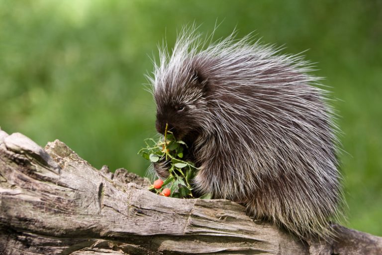 The Distinctions Between Porcupines and Hedgehogs