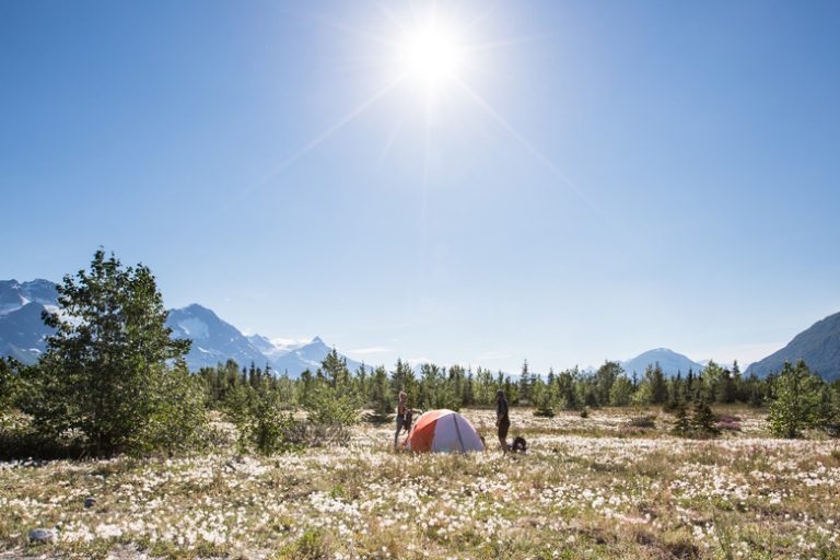 Factors That Constrain Life in the Tundra