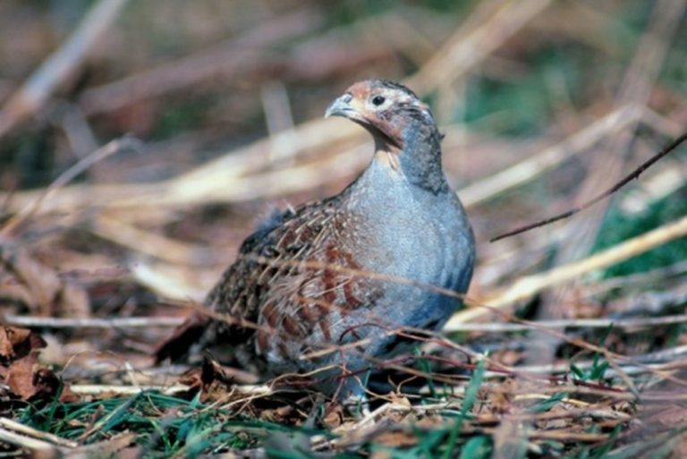 What Do Partridges Eat?