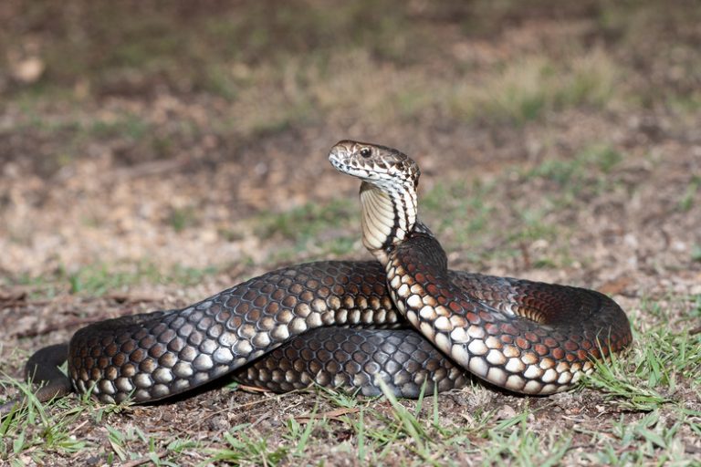 Copperhead Snakes in Upstate New York