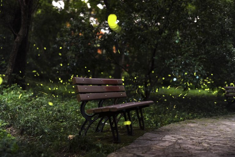 Understanding the Lifespan of Fireflies