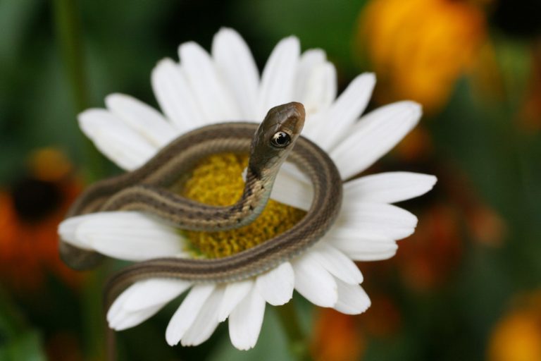 Brown Striped Snakes