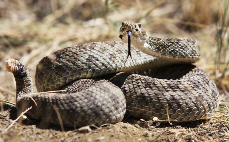 Distinguishing Between a Bullsnake and a Rattlesnake