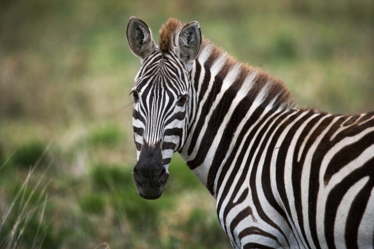 Exploring Zebra Adaptations