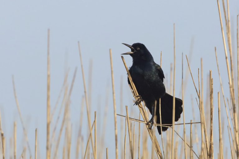 The Differences Between a Crow and a Grackle