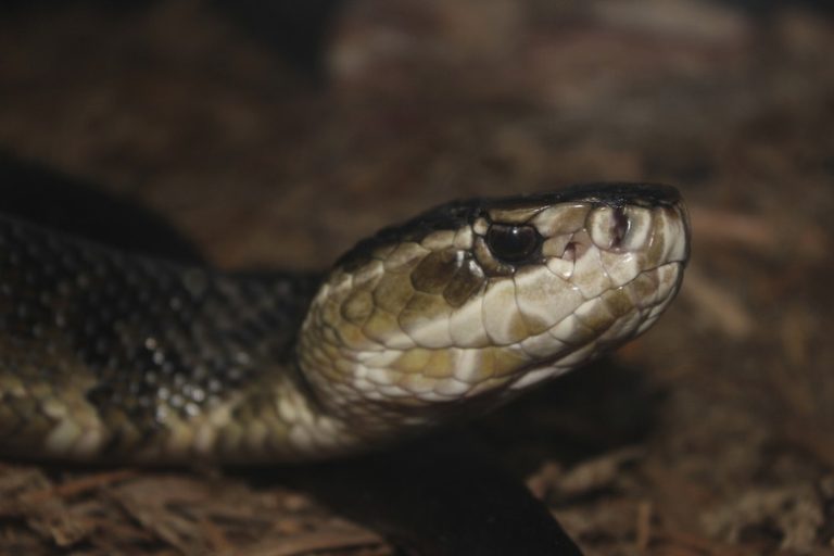 Identifying a Cottonmouth Snake