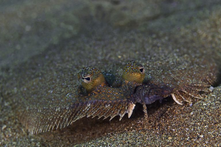 The Distinction Between Sole and Flounder