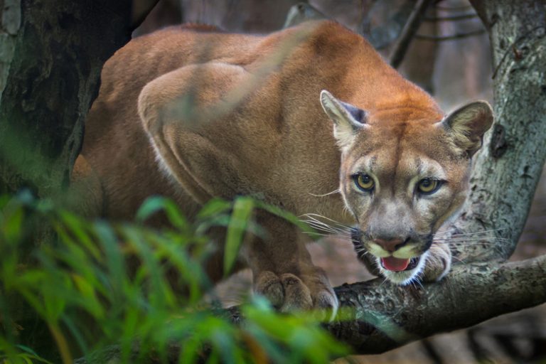 Understanding the Distinctions Among Puma, Cougar, and Mountain Lion