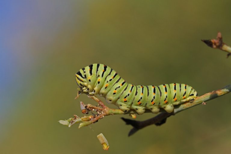 Identifying Worms and Caterpillars