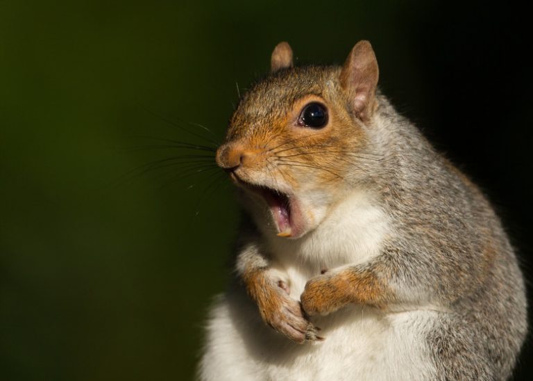 Determining the Gender of a Squirrel