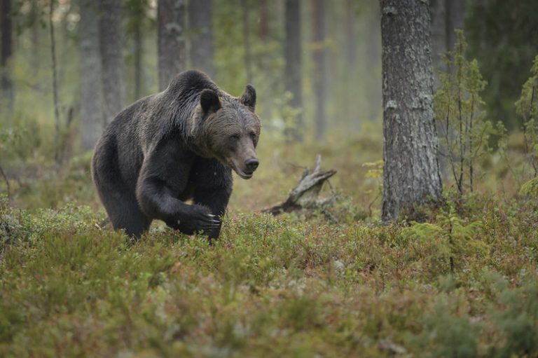 Flora and Fauna of the Taiga Biome