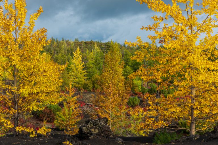 Herbivores of the Taiga Ecosystem