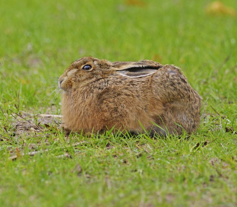 Predators of the Jackrabbit