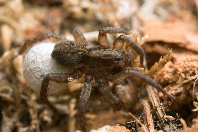 Discovery of Large Spiders in Indiana