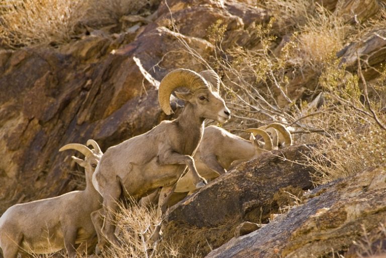 Directory of Desert Endangered Species