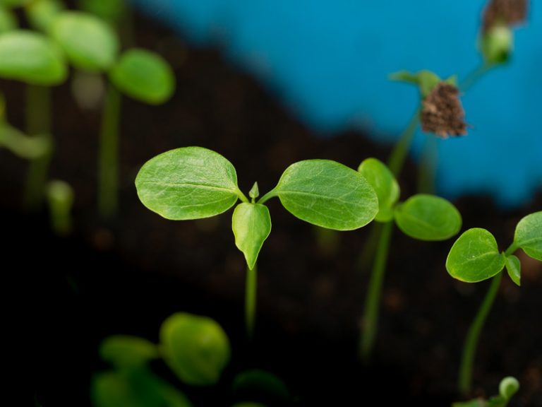 Ideal Plants for Science Projects