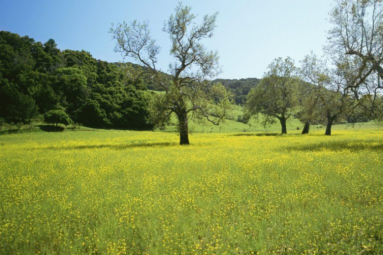 Understanding the Difference Between Trees and Plants