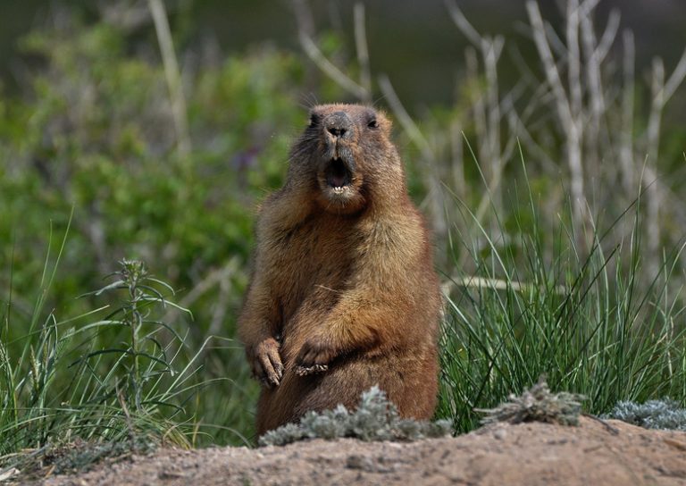 What is the Diet of Baby Groundhogs?