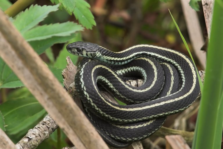 Distinguishing Garter Snakes from Garden Snakes