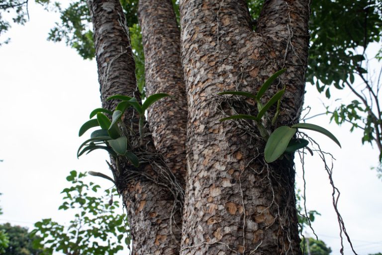 Exploring the Symbiotic Connection Between Orchids and Trees