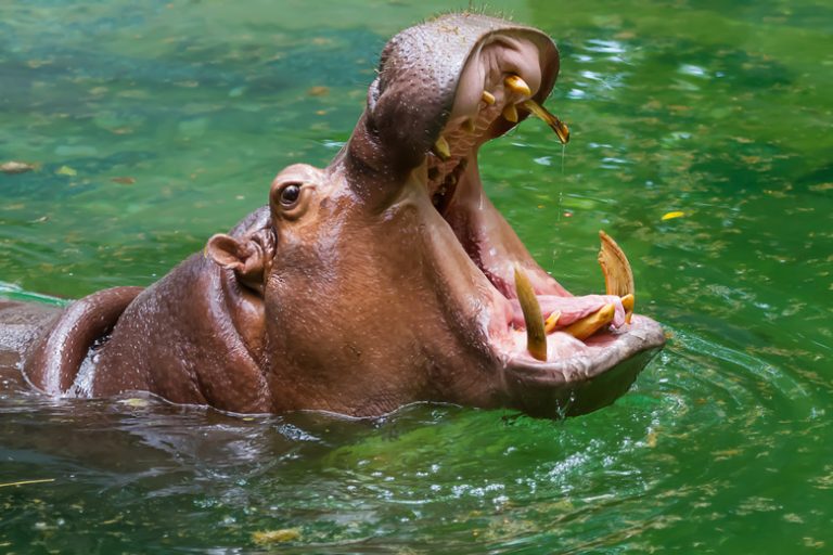 Exploring the Adaptations of Hippopotamuses Understanding Their Unique Traits