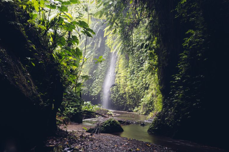 Carnivorous Animals in the Tropical Rainforest