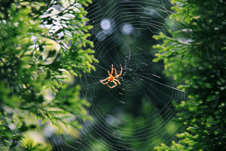 The Differences Between Male and Female Spiders