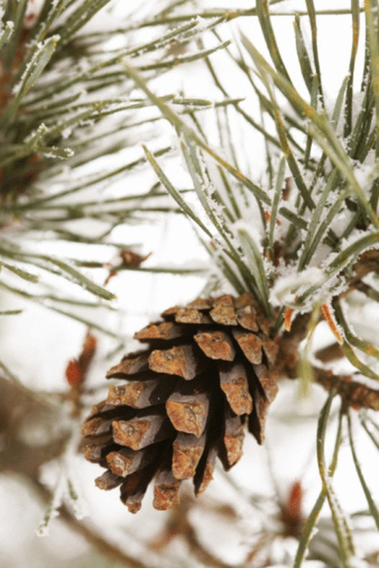 Varieties and Species of Cone-Bearing Trees